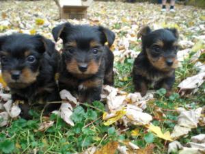 ChampionlineAKCyorkiepuppies